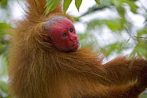 Red bald headed uakari {Cacajao calvus ucayalii}  Rio Yavari, Amazonia, Peru FOR SALE IN UK ONLY