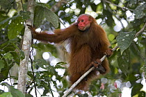 Red bald headed uakari {Cacajao calvus ucayalii} wild, in tree canopy, Rio Yavari, Amazonia, Peru FOR SALE IN UK ONLY