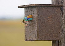 European Roller (Coracia garrulus) removing starling chick from nest box. Hungary.