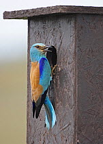 European Roller (Coracia garrulus) perched on nest box where starlings are nesting, Hungary.