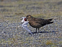 Great Skua (Catharacta / Stercorarius skua) feeding on dead gull, Iceland.
