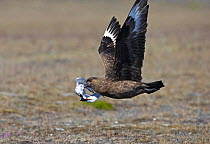 Great Skua (Stercorarius skua) flying with dead gull / tern prey, Iceland. Magic Moments book plate.