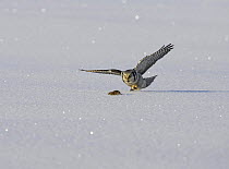 Hawk owl (Surnia ulula) hunting lemmings in the snow. Liminka, Finland.