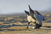 Hooded Crow (Corvus cornix) investigating glass bottle on beach. Liminka, Finland.