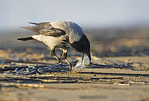 Hooded Crow (Corvus cornix) trying to open glass bottle on beach. Liminka, Finland.