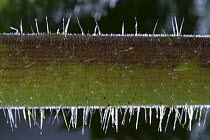 Close up of Giant Stinging Tree stem (Urticastrum gigas or Dendrocnide excelsa). Contact with the leaves or twigs causes the hollow silica-tipped hairs to penetrate the skin. Australia