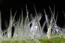 Close up of Giant Stinging Tree hairs on the leaves (Urticastrum gigas or Dendrocnide excelsa). Contact with the leaves or twigs causes the hollow silica-tipped hairs to penetrate the skin. Australia