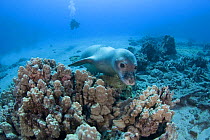 Hawaiian monk seal (Monachus schauinslandi) Critically endangered, juvenile female swims over coral reef at Mahukona, Kohala, Hawaiian Island. Scar on back is from satellite transmitter glued on by re...