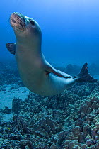 Hawaiian monk seal (Monachus schauinslandi) Critically endangered, juvenile female with flipper tag swims over coral reef at Mahukona, Kohala, Hawaiian Island, Central Pacific Ocean