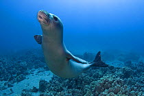 Hawaiian monk seal (Monachus schauinslandi) Critically endangered, juvenile female with flipper tag swims over coral reef at Mahukona, Kohala, Hawaiian Island.