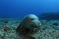 Hawaiian monk seal (Monachus schauinslandi) Critically endangered, endemic to Hawaiian Islands, Lehua Rock, near Niihau, off Kauai, Hawaii, Central Pacific Ocean