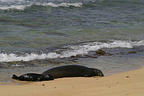 Hawaiian monk seal (Monachus schauinslandi) Critically endangered, female with pup resting on beach, Kauai, Hawaii, Central Pacific Ocean, endemic to the Hawaiian Islands
