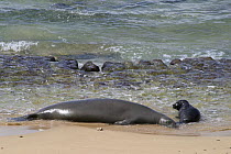 Hawaiian monk seal (Monachus schauinslandi) Critically endangered, female with pup resting on beach, Kauai, Hawaii, Central Pacific Ocean