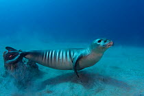 RF- Hawaiian monk seal (Monachus schauinslandi), critically endangered, juvenile female. Mahukona, Kohala, Hawaiian Island, Central Pacific Ocean. (This image may be licensed either as rights managed...