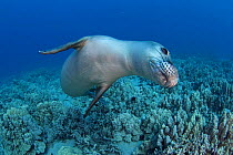 Hawaiian monk seal (Monachus schauinslandi) Critically endangered, juvenile female swims over coral reef at Mahukona, Kohala, Hawaiian Island, Central Pacific Ocean