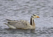 Bar-headed Goose (Anser indicus) in water, Norway. June