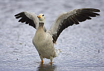 Bar-headed Goose (Anser indicus) wing-flapping in water, Norway, June