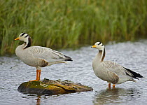 Bar-headed Geese (Anser indicus) in water, Norway, June