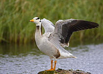 Bar-headed Goose (Anser indicus) wing-flapping, Norway. June