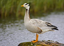 Bar-headed Goose (Anser indicus) portrait. Norway. June