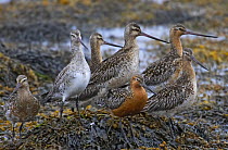 Bar-tailed Godwits (Limosa lapponica) on seaweed covered rocks, Norway, June