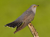 European Cuckoo (Cuculus canorus). Hungary. May