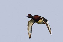 Ferruginous Duck (Aythya nyroca) in flight. Hungary. May