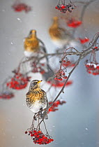 Fieldfare (Turdus pilaris) on fruit tree in snow. Helsinki, Finland. January. Overall winner in the Swiss Ornithological Institute photography competition 2013.