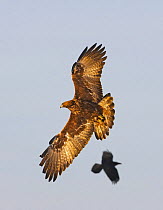 Golden Eagle (Aquila chrysaetos) in flight being harrassed by raven. Utajrvi, Finland. February