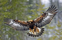 Golden Eagle (Aquila chrysaetos) in flight. Utajrvi, Finland. February
