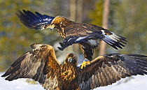 Golden Eagles (Aquila chrysaetos) fighting over food, Utajärvi, Finland. February