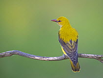Golden oriole (Oriolus oriolus) female portrait. Hungary. May