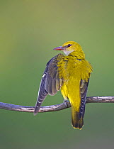 Golden oriole (Oriolus oriolus) female stretching wing. Hungary. May