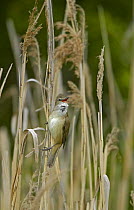 Great Reed Warbler (Acrocephalus arundinaceus) singing. Latvia. June
