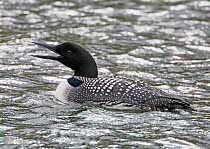 Great Northern Diver (Gavia immer) on water. Iceland. June