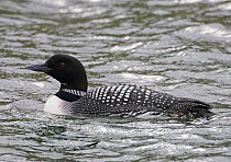 Great Northern Diver (Gavia immer) on water Iceland. June