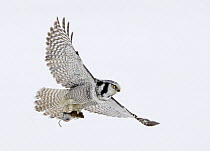 Hawk Owl (Surnia ulula) in flight with lemming prey. Vaala, Finland. March