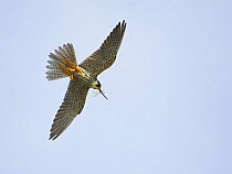 Hobby (Falco subbuteo) in flight with Dragonfly prey. Tammisaari, Finland. July
