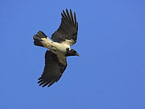Hooded Crow (Corvus cornix) in flight. Helsinki, Finland. April