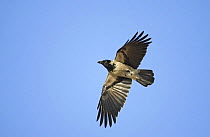 Hooded Crow (Corvus cornix) in flight. Latvia. April