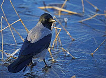 Hooded Crow (Corvus cornix) on ice. Helsinki, Finland. December