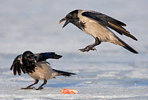 Hooded Crows (Corvus cornix) on ice fighting over food. Porvoo, Finland. March. Magic Moments book plate.
