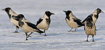 Hooded Crows (Corvus cornix) on ice. Porvoo, Finland. March
