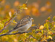 House / Common Sparrow (Passer domesticus) female. Sweden. October