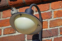 House Sparrow (Passer domesticus) male on street light. Helsinki, Finland. March