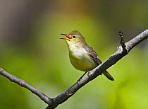 Icterine Warbler (Hippoolais icterina) singing. Estonia. June