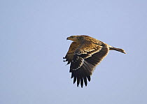Imperial Eagle (Aquila heliaca) in flight. Oman. November