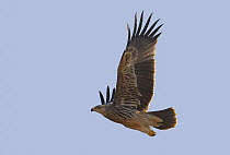 Imperial Eagle (Aquila heliaca) in flight. Oman.  Digitally altered - Sky modified. November