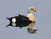 King Eider (Somateria spectabilis) duck male on water. Norway. April