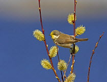 Lesser Whitethroat (Sylvia curruca) with yellow pollen stain on head from willow catkins. Porvoo, Söderskär, Finland. May